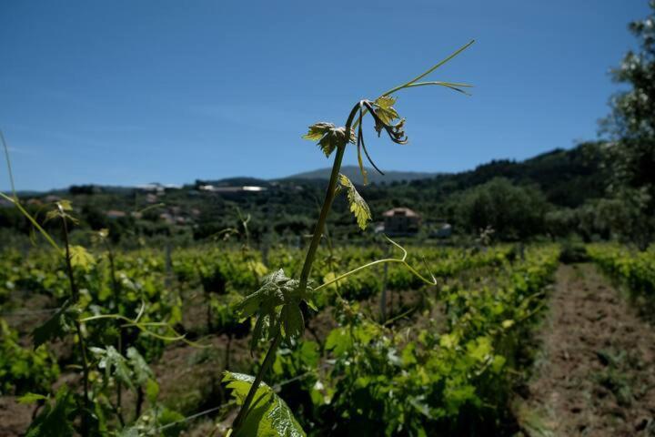 Quinta De Vodra Seia
